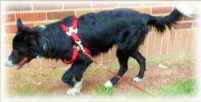 mBARKing>>Reef tracking