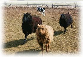 mBARKing>>Edge herding