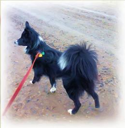 mBarking>>Reef showing off his beautiful tail!