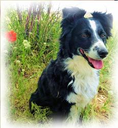 mBARKing >> Timbre Ruth