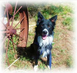 mBarking >> Reef the Beef Boy