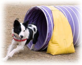 mBarking >> Practicing the Tunnel