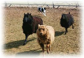 mBarking >>Edge herding